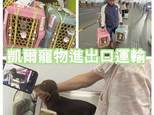 2025/02/22『中國廣州』兩隻臘腸狗狗委託專員帶飛中國廣州~~~~~